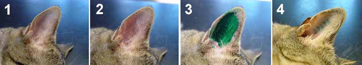 zeitlicher Ablauf einer Tätowierung