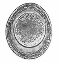 Wurmei von Toxascaris